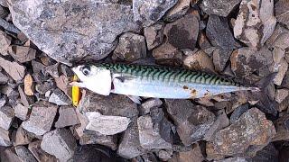 Lots Of Mackerels - Fishing in Oslo Norway - Makrell fisking med sluk\hekle - Oslofjorden - 2021