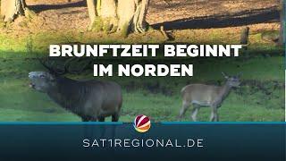 Röhrende Hirsche: Brunftzeit beginnt in Schleswig-Holsteins Wäldern