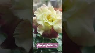 Mandarin Duck #adeniumlover  #adenium #adeniumcaudex #adeniumplantcare  #youtube #shorts