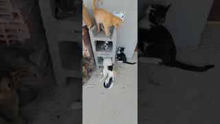 so amazing cats 