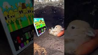 Bunny Watching Sprunki incredibox | incredibox