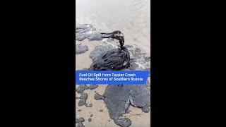 Fuel Oil Spill from Tanker Crash Reaches Shores of Southern Russia