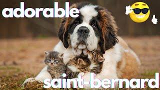 Best Funniest Saint Bernard Video's of 2022 - Funny and Cute Dogs Videos!