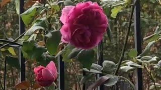 Timelapse of ‘Young Lycidas’ @david_austin_roses Rose Blooms.