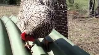 Удивительный трюк любимчика цыпленка./Pet Chicken's Amazing Trick.