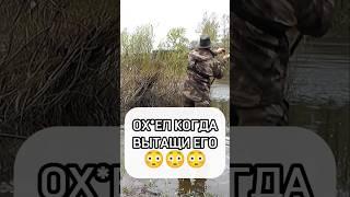 А ВЫ ЛОВИЛИ ТАКИХ ПУЗАТЫХ?? #рыбалка #fishing #рыба #рекомендации #леща #фидер #шортс #рек #fish