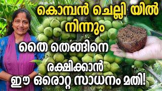 കൊമ്പൻ ചെല്ലി യിൽ നിന്നും തൈ തെങ്ങിനെ രക്ഷിക്കാൻ ഈ ഒരൊറ്റ സാധനം മതി! | Coconut Tree  Treatment