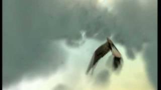 Nat Geo Wild ident 2008 to Present - Flying