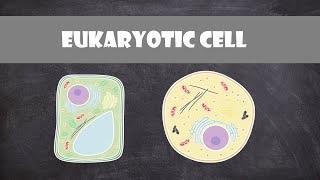 Eukaryote Cell Structure and Function | Cell Biology