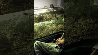 Эти рыбки своими губами делают массаж, если дать им руки или ноги!