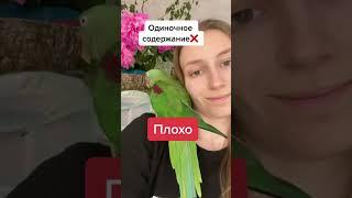 Плохое содержание попугая #волнистыйпопугай #волнистыепопугаи #попугай #попугаи #попугайчик