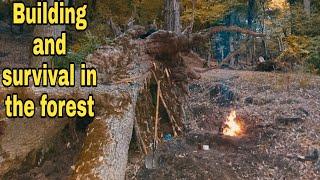 building shelter in the fall forest.... Building a shelter under a fallen tree.