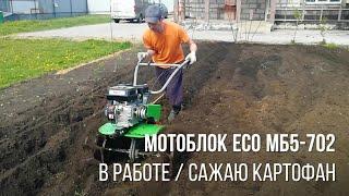 Мотоблок ECO МБ5-702 в работе | посадка картошки мотоблоком под плуг