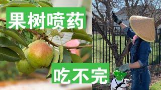 [ENG SUB] 水果树什么时候喷药?什么药？如何喷？How To Spray Fruit Trees