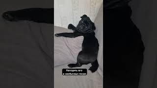 Каково жить с мопсом?  #мопс #pug