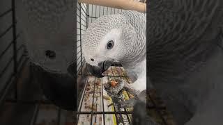 African Grey