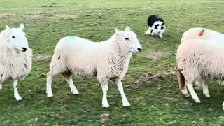 Max.. 3 years old. Winner of many trials. For Sale. Son of David Howells Dick