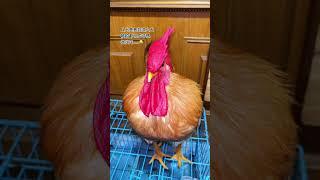 Da Zhuang is already 15 months old, it's so fast, he was so small back then #Rooster