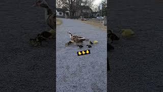  Duckies #duckies