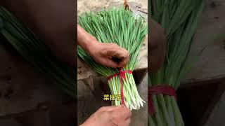 Vegetable bundling farmers' friends, elder sisters, aunts and aunts, must learn convenient and p