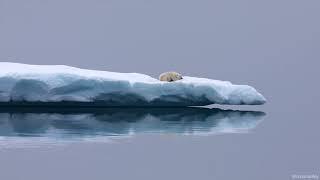 Polar Bear on iceberg surrounded by open water