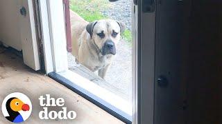 Stray Mastiff Had Never Been Inside | The Dodo