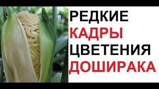 Лютые приколы. Доширак цветёт