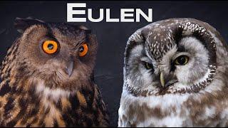 Eagle owl, barn owl and co - All owls in Germany - Where do owls live?