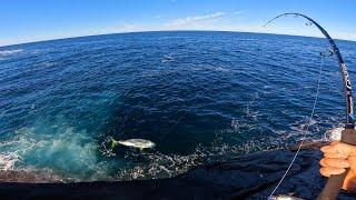 Huge Fish from the Cliffs !