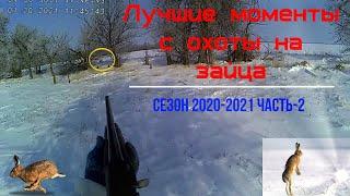 Лучшие моменты охоты на зайца сезон 2020 2021 часть 2