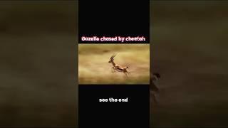 cheetah vs gazelle #trending #animals #wildlife #youtubeshorts #youtube #gazelle #cheetah #shorts