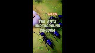 The Ants : Underground Kingdom