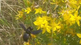 Бджола-тесляр звичайна, або ксилокопа звичайна (Xylocopa valga)