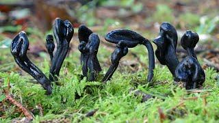 Trichoglossum variabile -  Lengua de tierra - Earthtongue