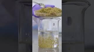 This is how seaweed is turned into plastic. #seaweed #sustainability #ecofriendly