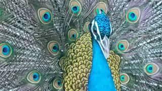 The Hidden Beauty: Witness Majestic Peacock Dance  Tirumala