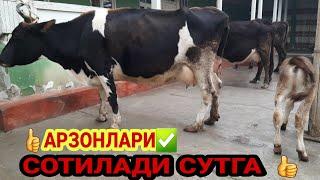 СУТИ КУП  АРЗОН СИГИРЛАР БУГОЗЛАР ️+998 33 420 93 42 19 ноября 2022 г SOTILADIGON SIGIR BÒĢOZLAR