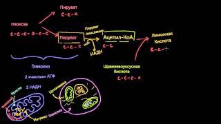 Цикл Кребса/Цикл лимонной кислоты (видео 7) | Клеточное дыхание | Биология