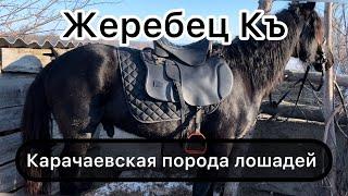 Карачаевский Жеребец на ферме