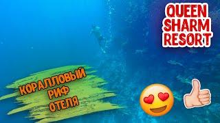 КРАСИВЫЙ КОРАЛЛОВЫЙ РИФ В ЕГИПТЕ. ОТЕЛЬ QUEEN SHARM RESORT. ШАРМ-ЭЛЬ-ШЭЙХ.