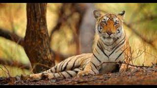 Documentary on tiger Conservation and the project in India