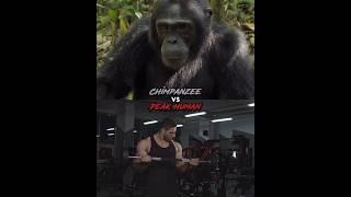 Peak Human Vs Chimpanzee | #1v1 #youtubeshorts #shorts