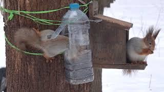 Белки и кормушки / Squirrels and feeders