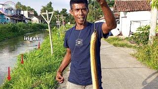 TARIKAN BELUT BABON PENGHUNI IRIGASI