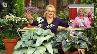 Barbara King 3-Piece Shades of Blue Hosta Live Plants on QVC