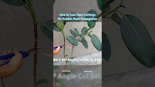 Rubber Tree Propagation - Part 2