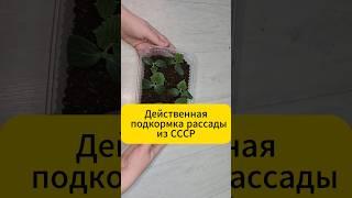 Действенная подкормка рассады из СССР #дача #огород #рассада #лайфхак #подкормка