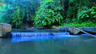 Soothing Water Flow, Birds Singing & Natural Ambience for Nerve Healing