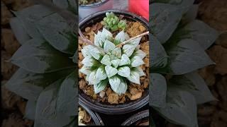 5 different types of Haworthia # indoor plants