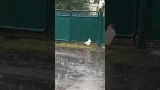 Майский дождь